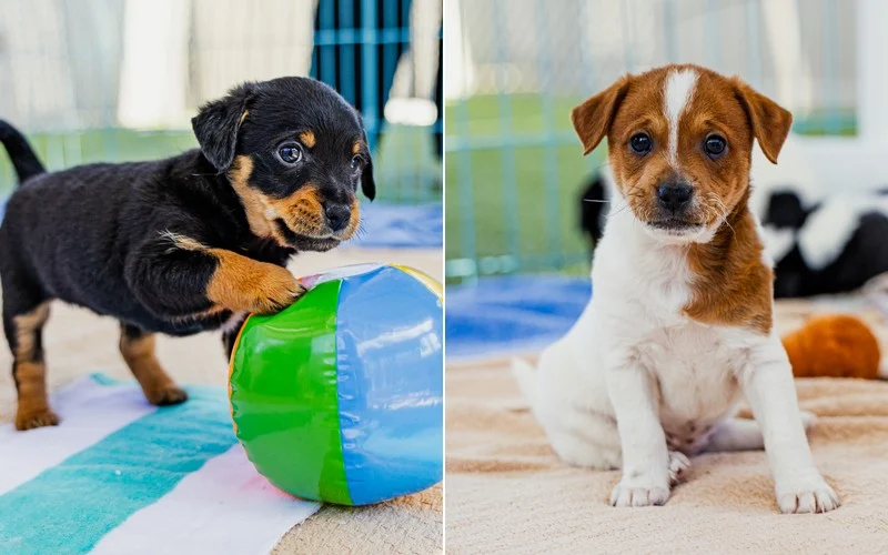 Lily and Laura, two puppies cared for by San Diego Humane Society
