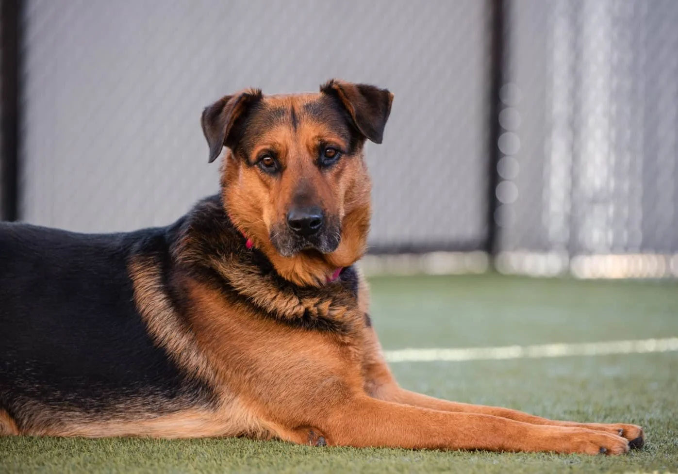 Adoptable dog at San Diego Humane Society