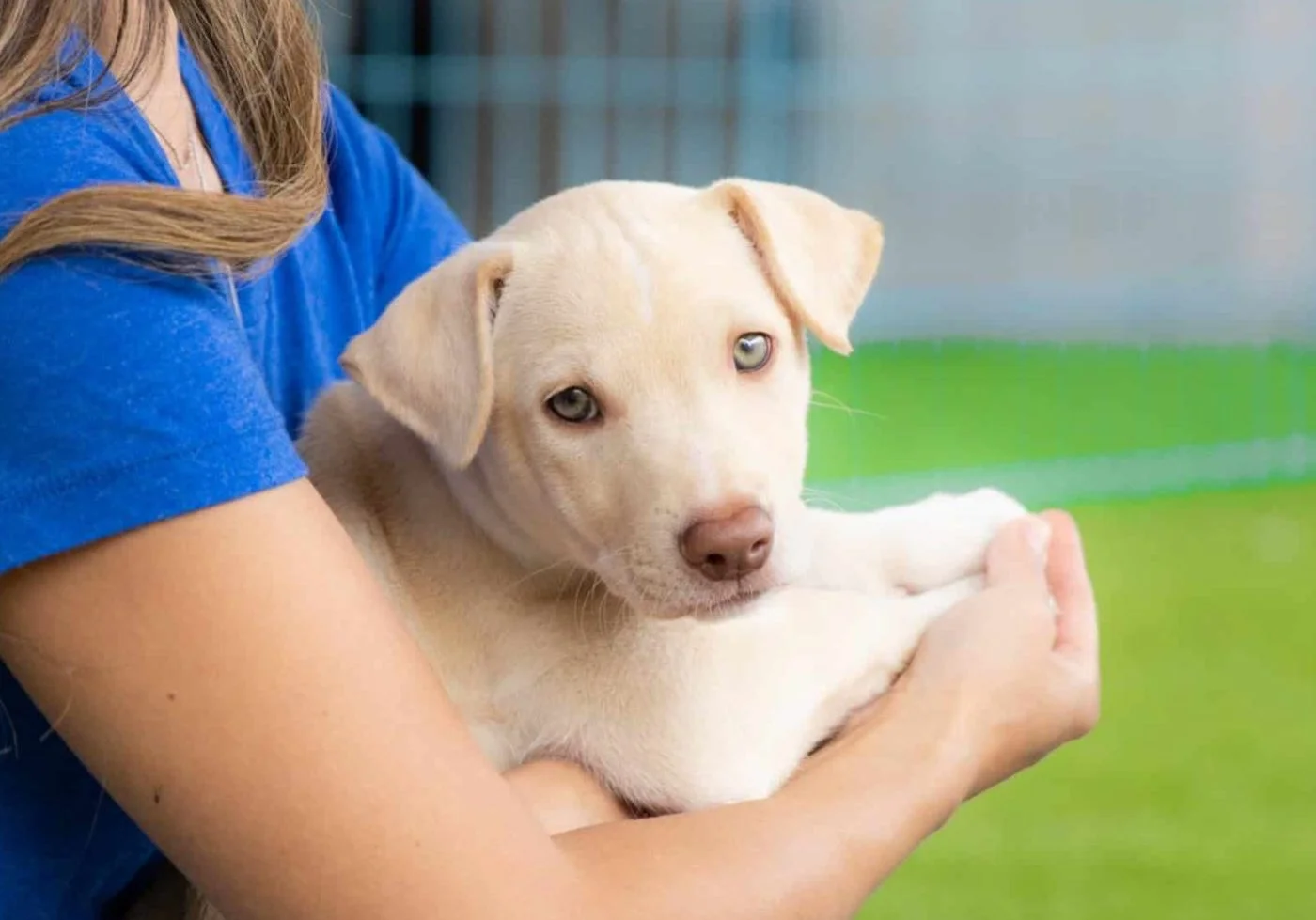Volunteer holding a puppy at San Diego Humane Society